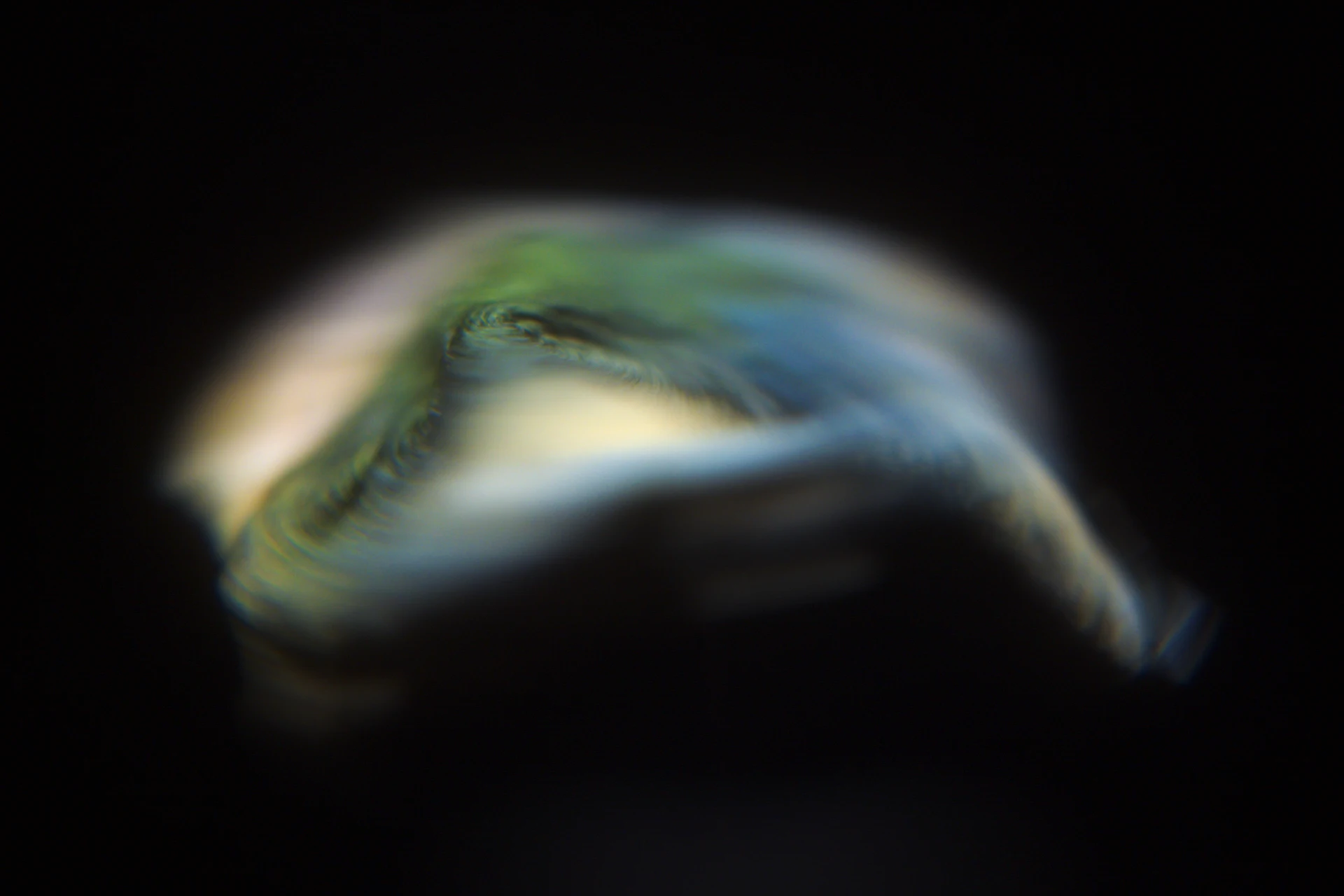 Une algue tourbillonnante se détache sur fond noir, photographie extraite de la série Benthoscopie (2024).